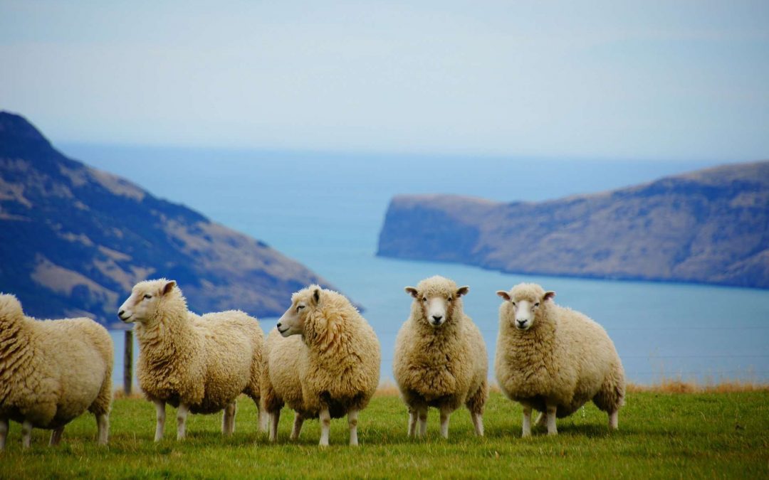 Coronavirus: Akaroa businesses fear devastating impact of cruise ship restrictions
