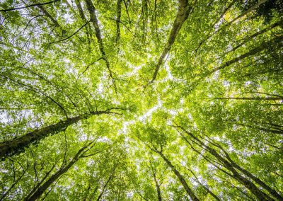 Josef Langer Charitable Trust