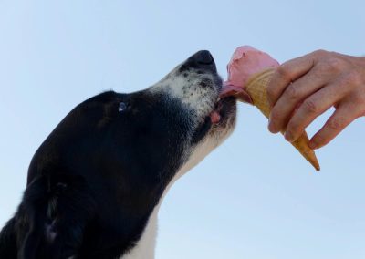 Cocomutt Dog Ice Cream
