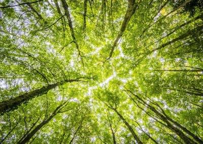 Josef Langer Charitable Trust