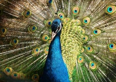 Mr Peacock