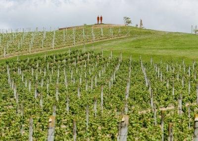 Takamatua Valley Vineyards