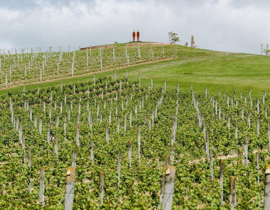 Takamatua Valley Vineyards